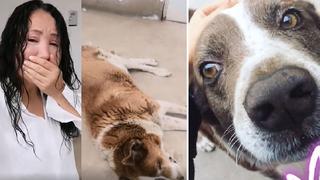Janet Barboza llora y denuncia que envenenaron a su perrito en la puerta de su casa | VIDEO
