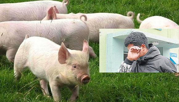Huancayo: Intentó robar un cerdo y perritos lo delatan así  