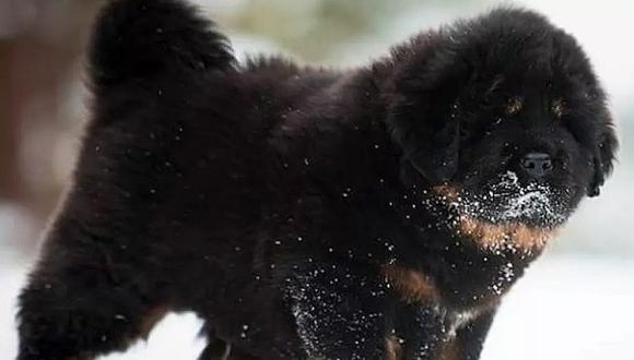 Adoptan perrito, pero familia descubre que su mascota en realidad era un animal en peligro de extinción 