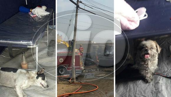 Familias afectadas por incendio en Comas piden veterinarios para sus mascotas