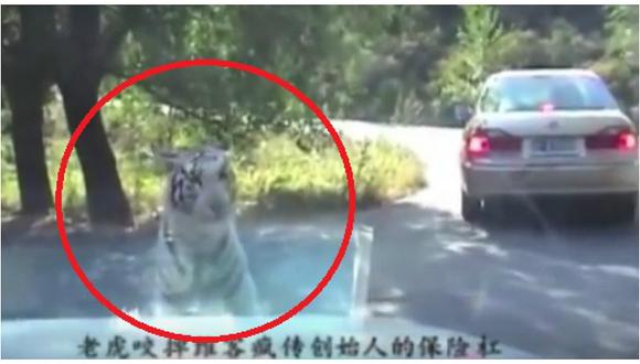 ​YouTube: Tigre destroza auto tras escapar de reserva [VIDEO]