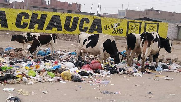 Vacas lecheras comen basura en plena avenida Universitaria 
