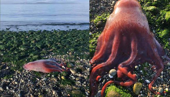 El extraño pulpo de 7 tentáculos fue captado en Whidbey Island, la costa rocosa de Washington en Estados Unidos. | Foto: Whidbey Camano Land Trust