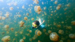 ​Medusas causan terror en pleno concurso de natación en Brasil