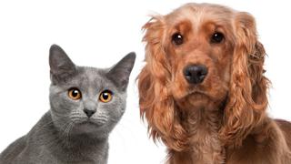 Gatos son más susceptibles que perros a contraer coronavirus y contagiarlo a sus congéneres | VIDEO