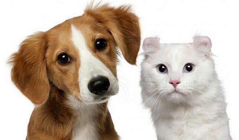 5 consejos para que perros y gatos sean mejores amigos