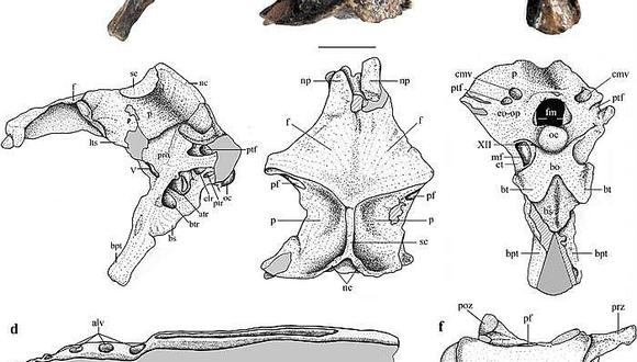 Hallan los restos de un desconocido reptil volador del Jurásico 