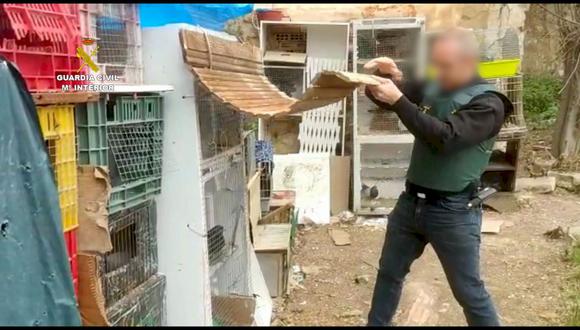 Rescataron a palomas que estaban muy maltratadas. Foto: cortesía Guardia Civil.