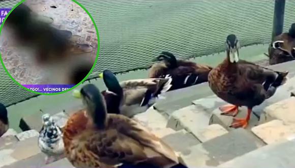 Vecinos de Surco denuncian que más de 20 patos silvestres fueron degollados (VIDEO)