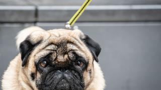 Países Bajos quieren prohibir la tenencia de perros con hocico chato, como los pug