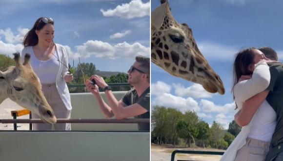 En esta imagen se aprecia el momento en que un hombre le propone matrimonio a su novia en un safari. Una jirafa acabó haciendo lo inesperado. (Foto: @montserratcox / TikTok)