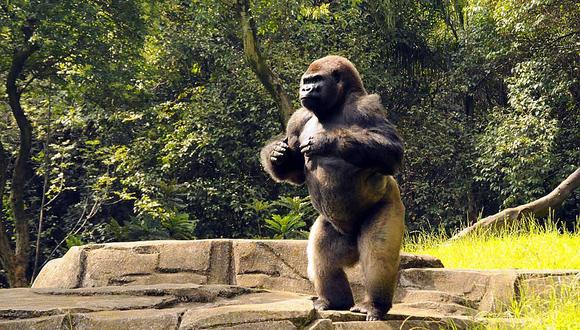 Hasta el momento no se han reportado efectos secundarios de las vacunas entre la población de gorilas del zoológico. (Foto: AFP)