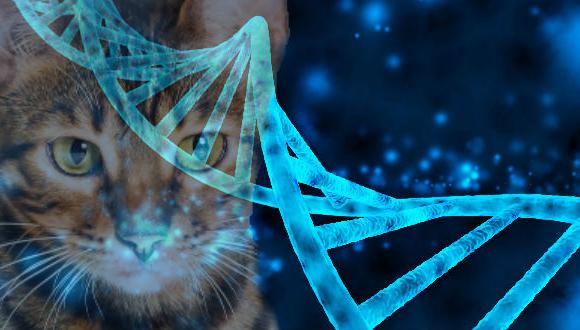 Obtener rastros de ADN en el gato es clave.