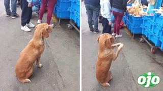 Perrito pidiendo comida se vuelve viral y algunos cibernautas lo buscan para adoptarlo