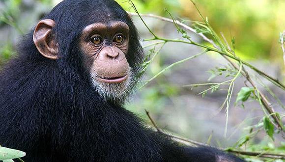 Estudio revela que los monos carecen de la malicia humana