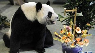 Zoo de Taipei desmiente con fotos rumores sobre muerte de oso panda 