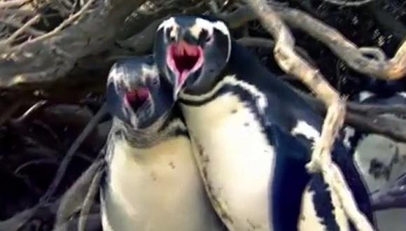 ¡Pelea de pingüinos! La sangrienta batalla al encontrar a su novia con amante (VIDEO)
