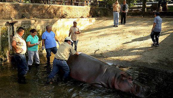 Animales: humanos hieren brutalmente a hipopótamo en zoológico 