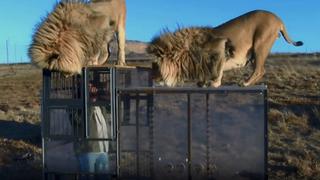 El “zoológico inverso” donde el turista es quien está dentro de una jaula