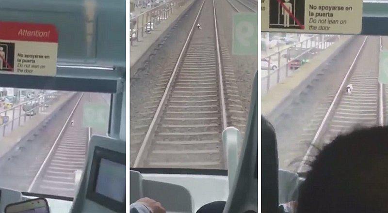 Perrito genera gran debate entre pasajeros de la Línea Uno del tren (VIDEO)