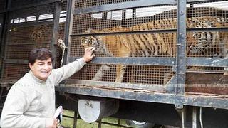 ​Denuncian a dueño de circo por maltrato a tigres