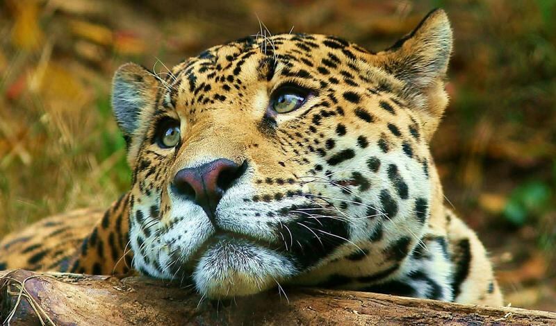 Niños "rugen" para salvar de la extinción al yaguareté, un hermoso felino americano