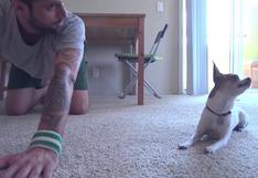 Un perro chihuahua hace yoga junto a su propietario y arrasa en Internet