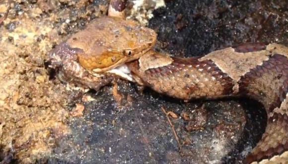 Insólito: Serpiente decapitada se muerde la cola [VIDEO] 