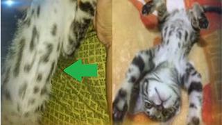 ​Gato peruano nace marcado con el número “1521” en su cuerpo (VÍDEO)