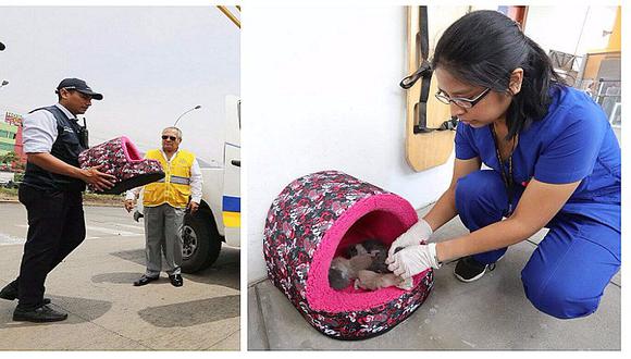 Metropolitano: gatitos abandonados son encontrados en estación Naranjal (FOTOS)