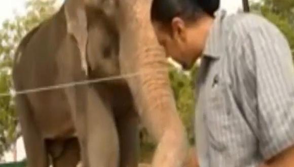 Increíble: Elefante lloró al ser liberado después de 50 años 