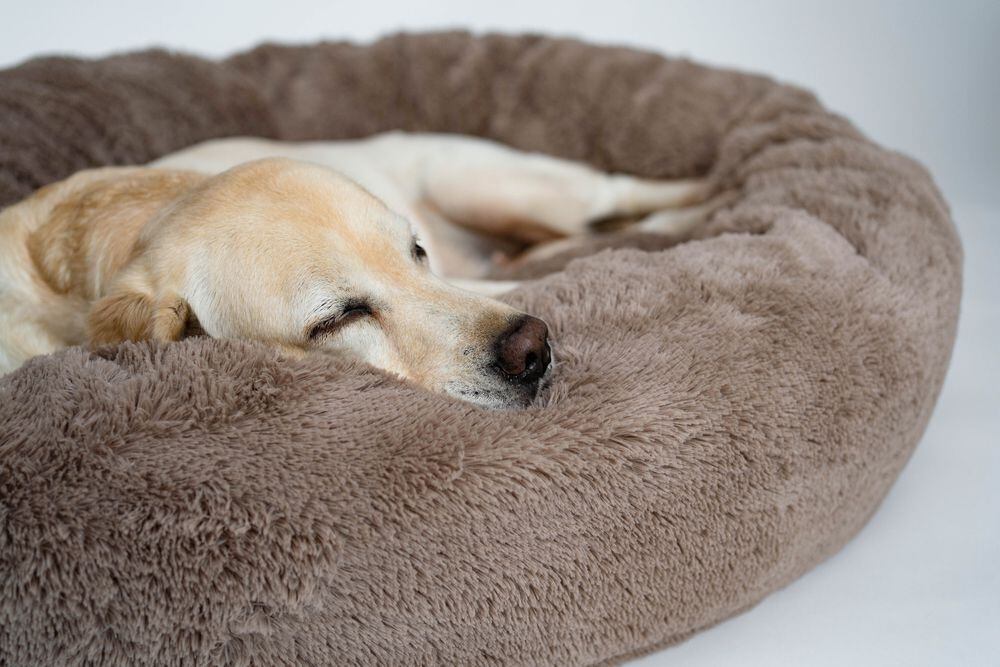 Un detalle importante es que elijas la cama según el tamaño de tu perro: mide el largo de su lomo para que al acostarse este cómodo. (Foto: Shutterstock)