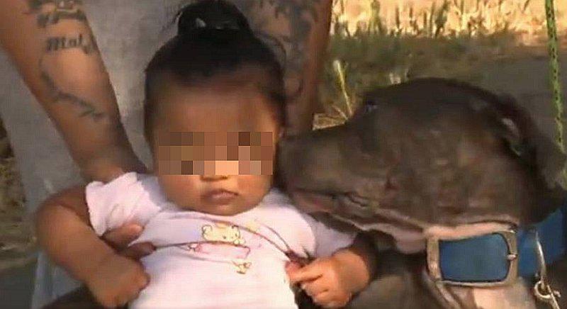 Perro arrastra del pañal a bebé y logra salvarla en pleno incendio 