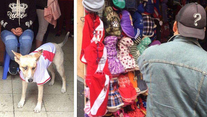Mascotas también viven la fiebre por la Selección Peruana (VIDEO)