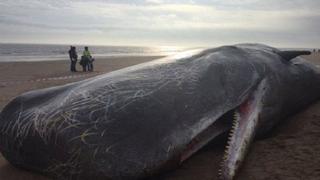 Inglaterra: Cachalotes se desorientan y mueren en playa