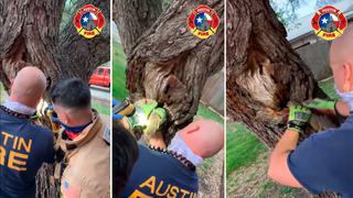 Estados Unidos: bomberos rescatan a una ardilla que se atoró en el hueco de un árbol | VIDEO