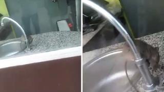 Rata fue captada en restaurante de comida rápida en cuarentena | VIDEO