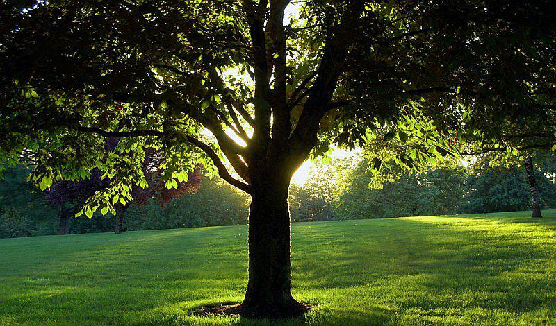 ¿Qué árbol te protege, según el horóscopo celta?
