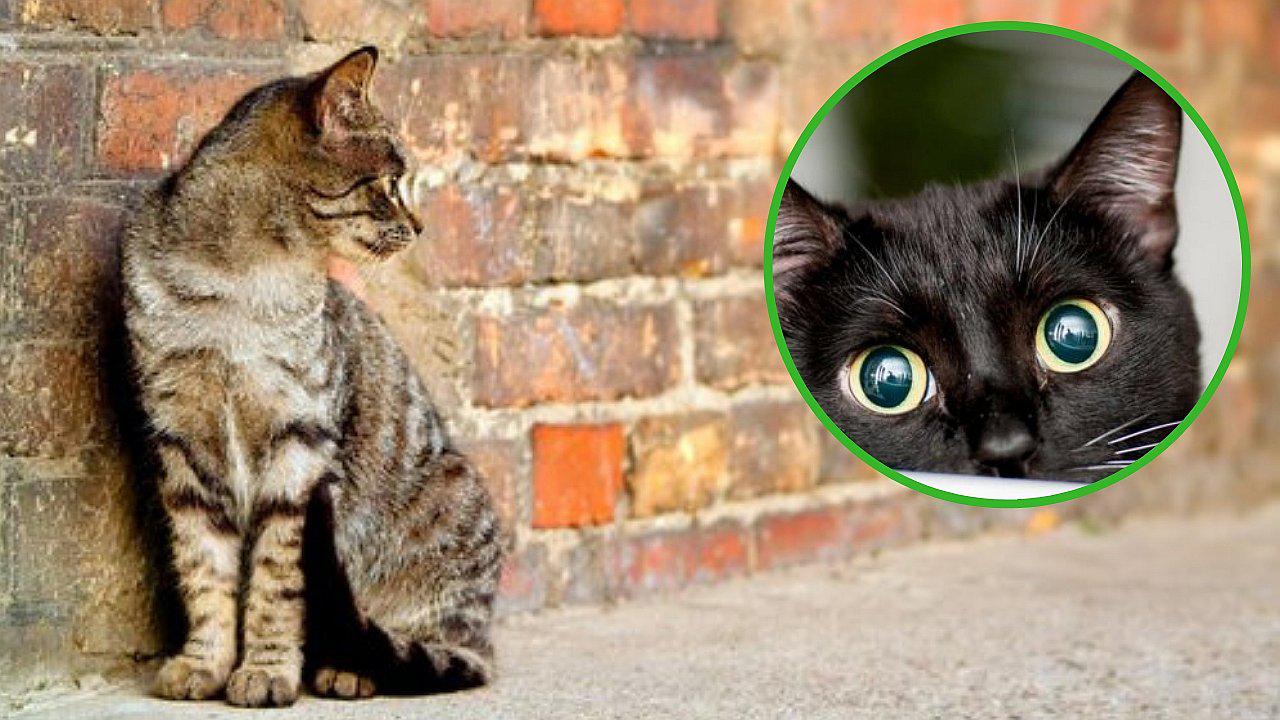 Australia propone exterminar al menos dos millones de gatos salvajes