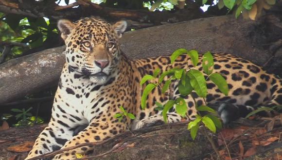 Perú tiene la segunda población más grande de jaguares en América del Sur