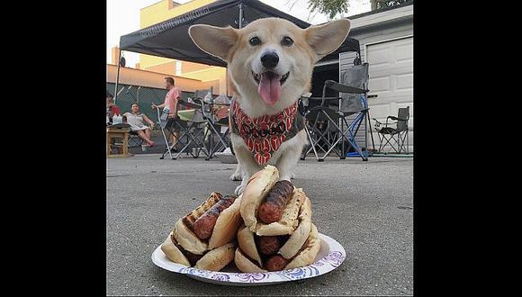 Instagram: Conoce a Wally, el perro más feliz y afortunado del mundo [FOTOS]