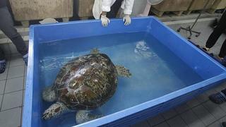 Tortuga tailandesa guardaba tremendo "tesoro" dentro de ella