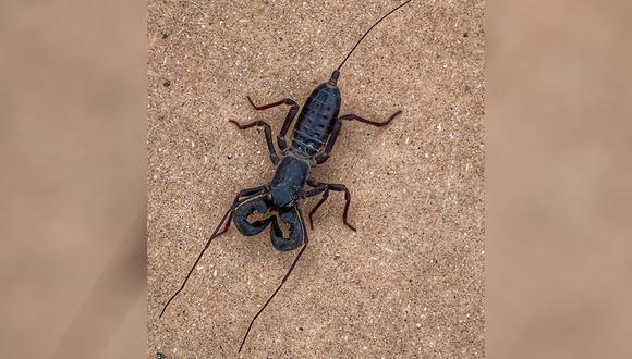 Este animal es un arácnido, parece un escorpión y lanza ácido por su cola. Su aspecto ha conmocionado a las redes sociales (Foto: Facebook)