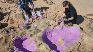 Australia: identifican 150 huellas de 21 especies de dinosaurios