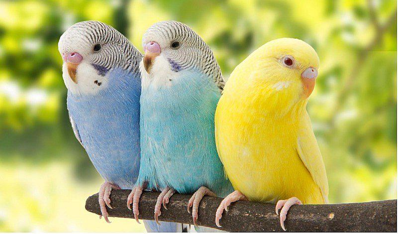 Periquitos: 4 cuidados básicos para una buena su crianza