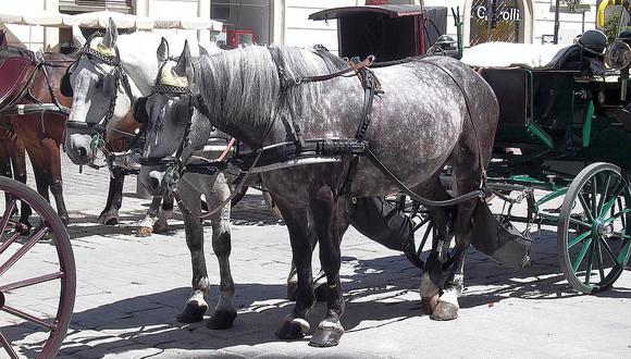 Coches de caballos son retirados de calles por altas temperaturas (VIDEO)
