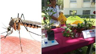 ¡En alerta! Estos son los principales criaderos de dengue, zika y chikungunya (VIDEOS)