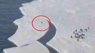 Pingüino se salva de quedar aislado gracias a un gran salto (VIDEO)