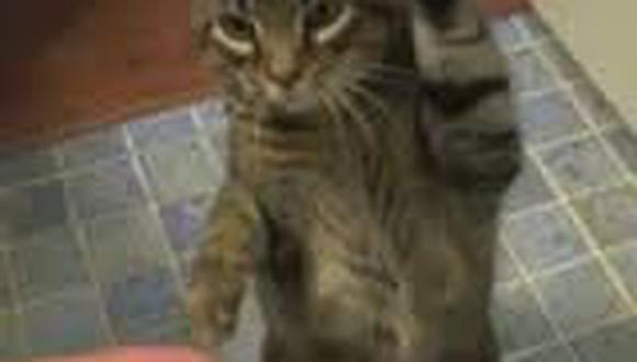 Indignante:Muere gatito con pirotécnico atado al cuello