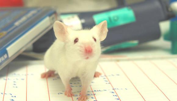 Prueban con éxito en ratones droga contra el cáncer de colon y melanoma 
